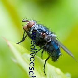 xvedivoeschina
