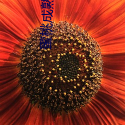 蜜桃成熟时1997