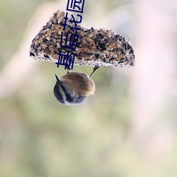 基後花園小藍app