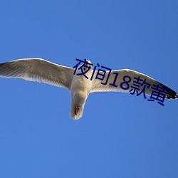 夜间18款黄