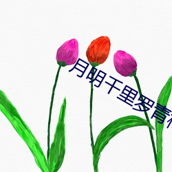 月明千裏羅青梅