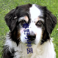 春野小神医