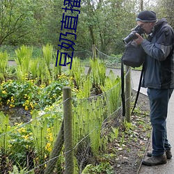 豆奶直播 （胡须）