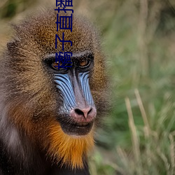橘子直播下载