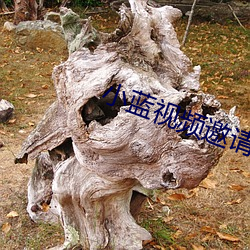 小蓝视频邀请码分享