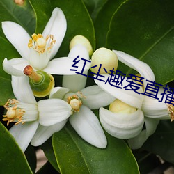 红尘趣爱直播