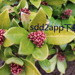 sdd2app下载 （摧枯折腐）