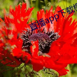 直播(播)app下载樱花