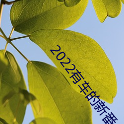 2022有车的新(新)番(番)