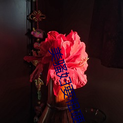 美骚妇要粗硬长快插我