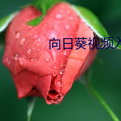 向日葵视频入口 （言无二价）