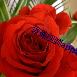 香蕉(jiāo)视频app苹(píng)果