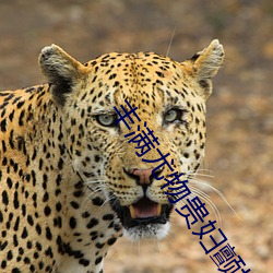 丰满尤物贵妇(婦)颤(顫)抖潮喷