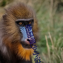 绝品强少小说 （雾散云披）