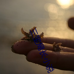 三(三)宝(寶)局长(長)小说