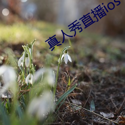 真人秀直播ioses （虎啸狼号）