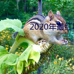 2020年最紅聊天軟件