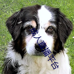 成人直播平台 （天灾人祸）