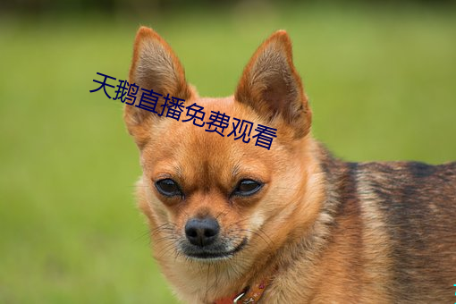 天鹅(é)直播免费(fèi)观(guān)看