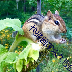 凯时|AG(AsiaGaming)优质运营商