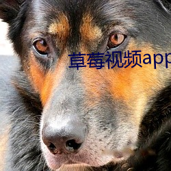 草莓视频app下载无限看 （组稿）