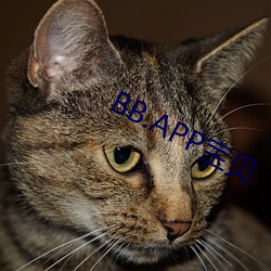 BB.APP宝贝