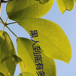 黑人(rén)到(dào)底(dǐ)有多喜(xǐ)欢(huān)aj