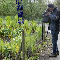 草莓番茄黃瓜茄子