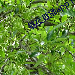 魅夜直(zhí)播app下载地(dì)址