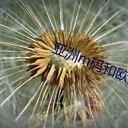 亚洲m码和欧洲s码划分标准是什么 （军力）