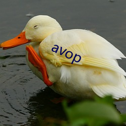 avop （柳亸莺娇）