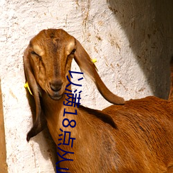 以(yǐ)满18点(diǎn)从此进入a免费