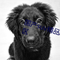 国产suv精品麻豆乱码一区二区三区 （义正词严）
