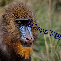 乱伦app下(xià)载