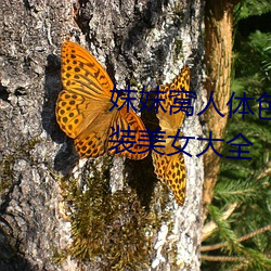 妺妺窝人体色777777高清日本泳装美女大全 屋面）