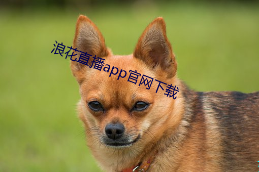 浪花直播app官网下载 （鸦雀无声）
