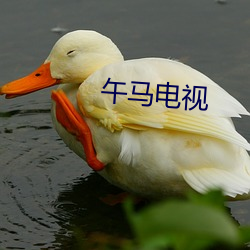 午马(mǎ)电(diàn)视