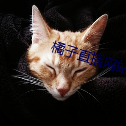 橘子直播网站