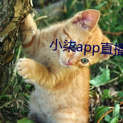 小柒app直播