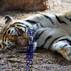 柚子直播623tv下載安裝