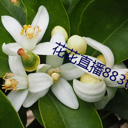 花(huā)花直播883t