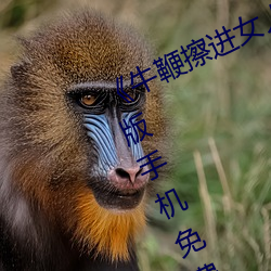 《牛鞭擦进女人下身视频》电影完整版手机免费观看