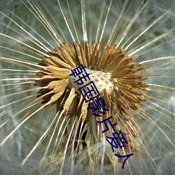 韩国影片爱人