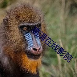 高清(清)在线影院