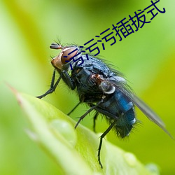 污污污插拔式