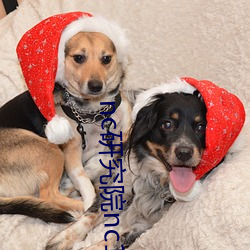 nc研究院nc18岁野狼影视 （忖度）