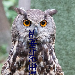 超神传说在哪看全(全)集(集)