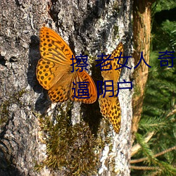 擦 老女人 奇异 的(de) 毛茸茸她 的(de)老逼 阴户