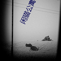 闲猫公寓官网