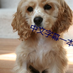 中文字(字)幕一本(本)到无(無)线(線)
